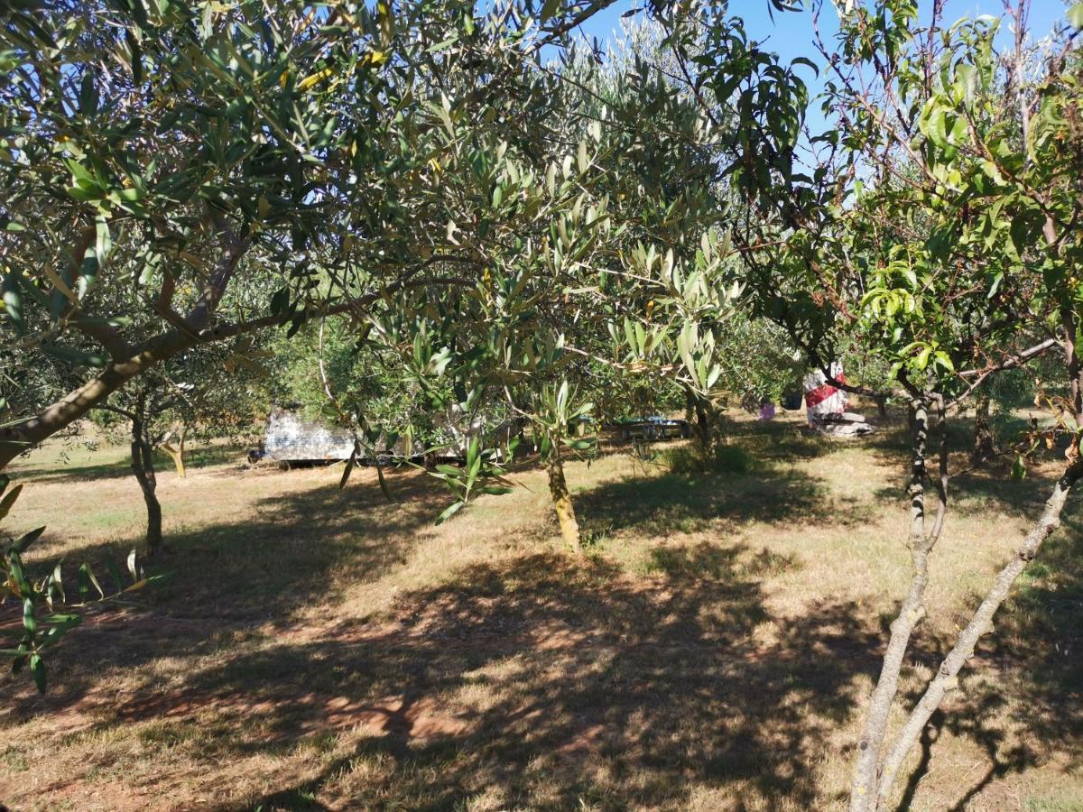 Jacuzi Cottage In The Olive Grove Pula Eksteriør billede