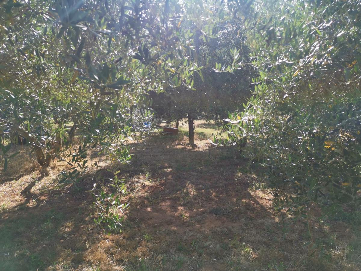 Jacuzi Cottage In The Olive Grove Pula Eksteriør billede
